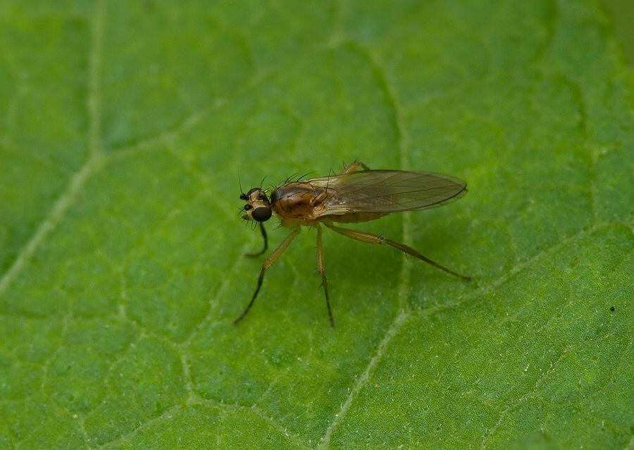 Lonchoptera tristis