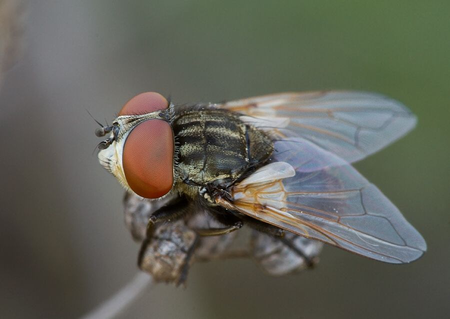 Phasia obesa