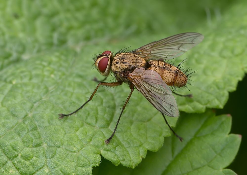 Dexia vacua