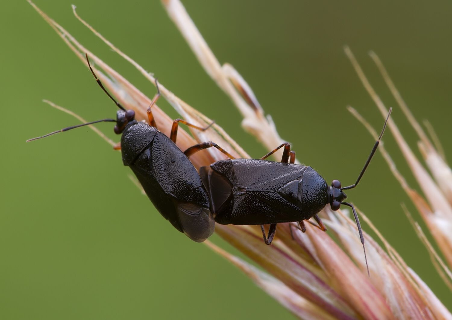 Deraeocoris ventralis