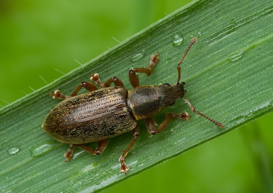 Polydrusus pallidus