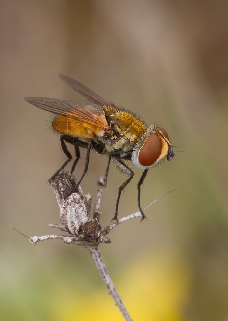 Clytiomya continua