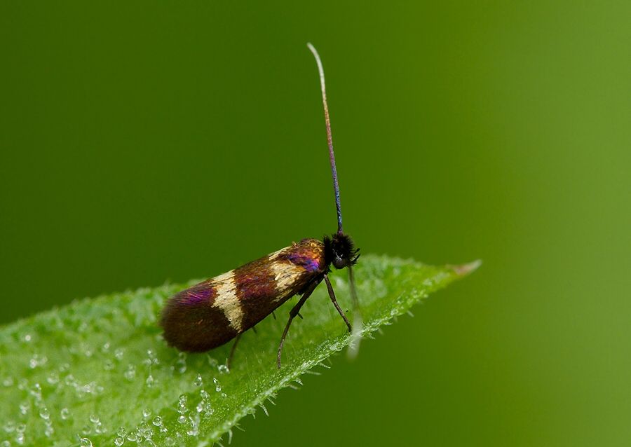 Cauchas fibulella