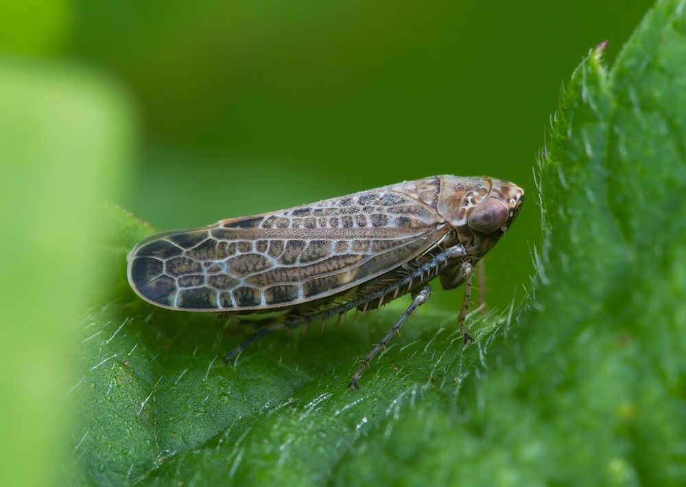 Allygidius furcatus