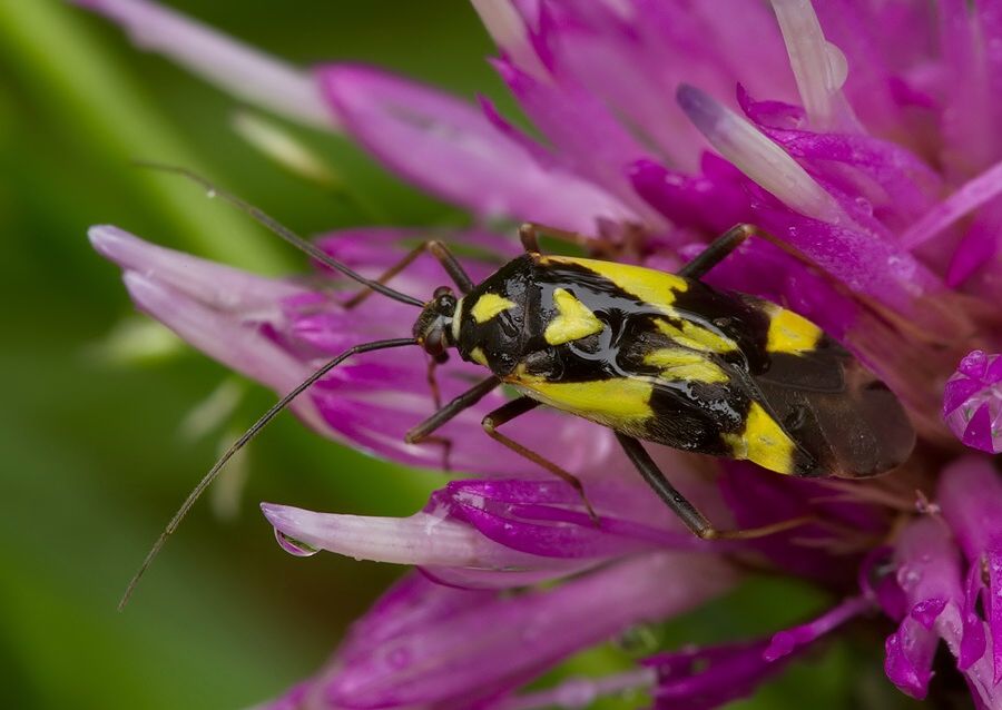 Grypocoris sexguttatus
