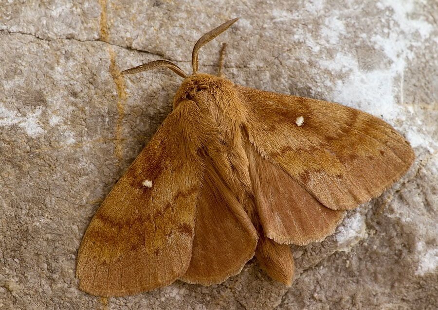 Dendrolimus pini