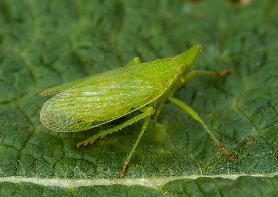 Dictyophara europaea