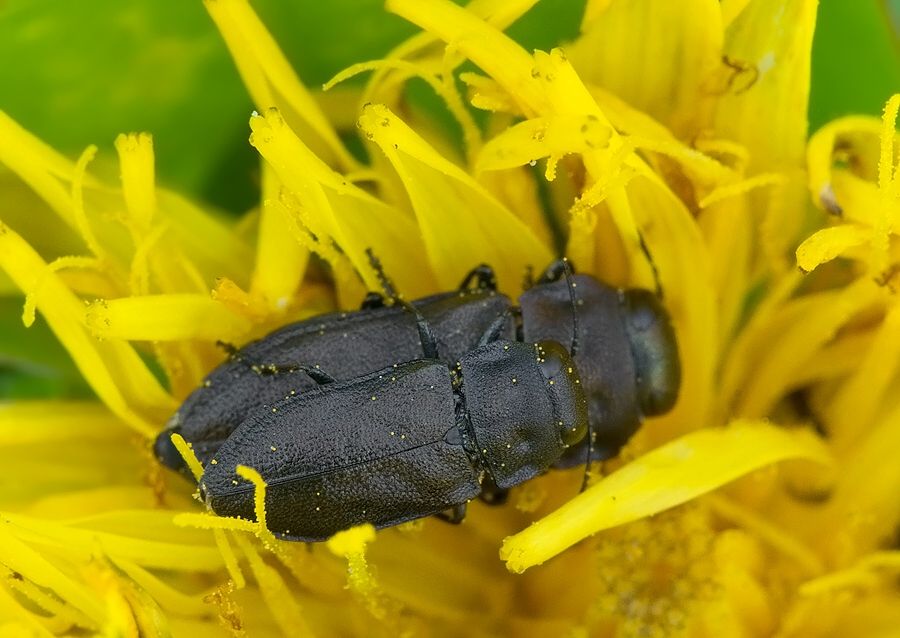 Anthaxia quadripunctata