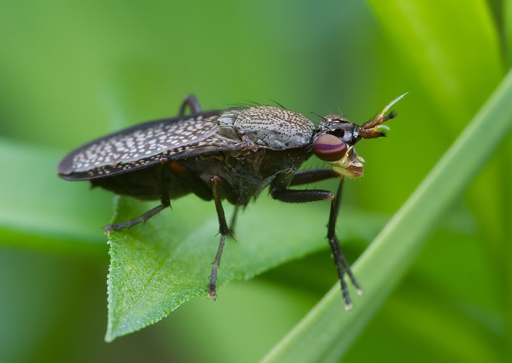 Coremacera marginata