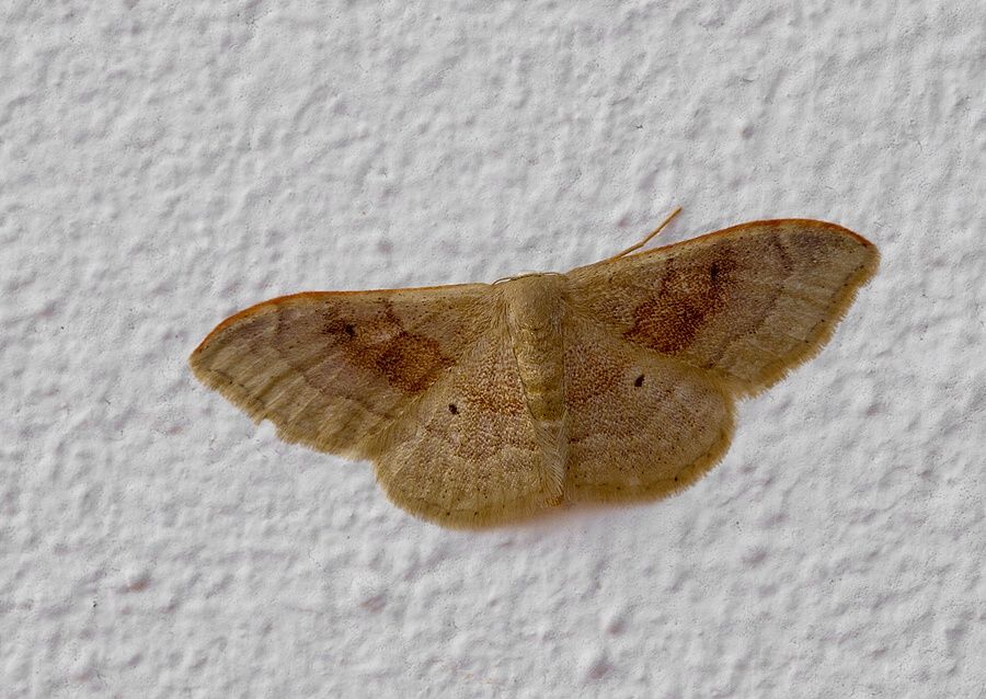 Idaea rubraria