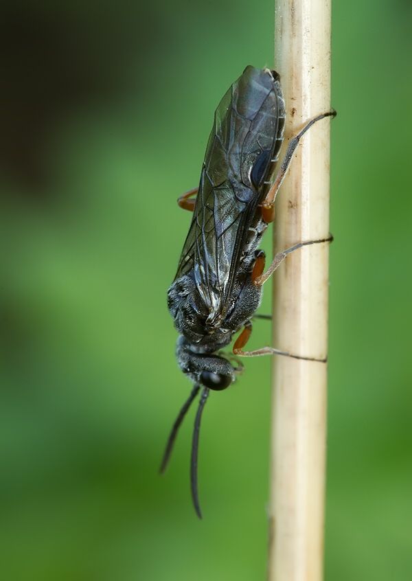 Dolerus puncticollis