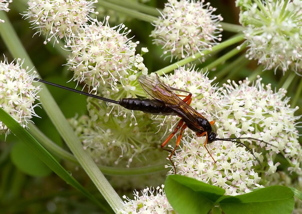Dolichomitus imperator