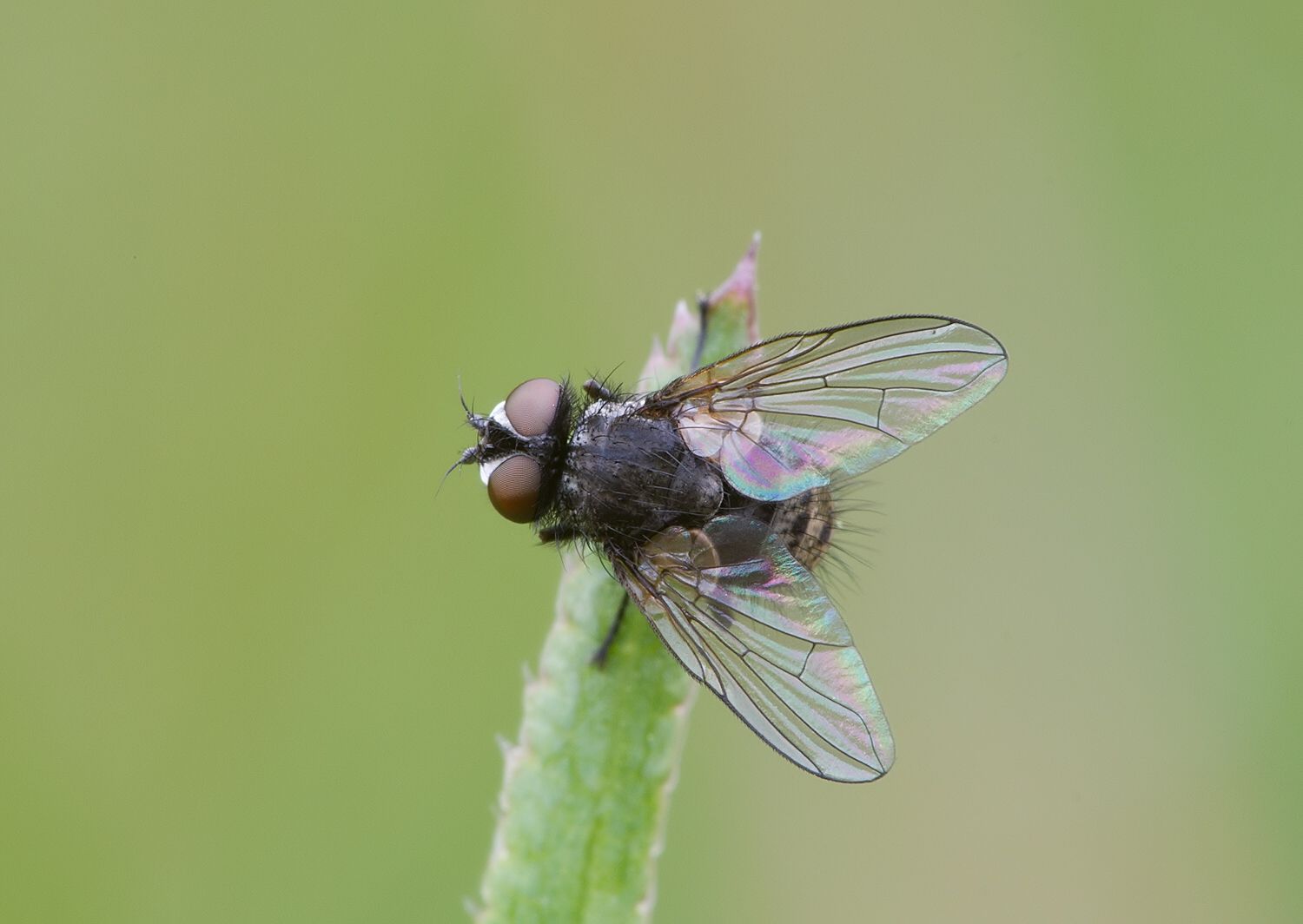 Opesia cana