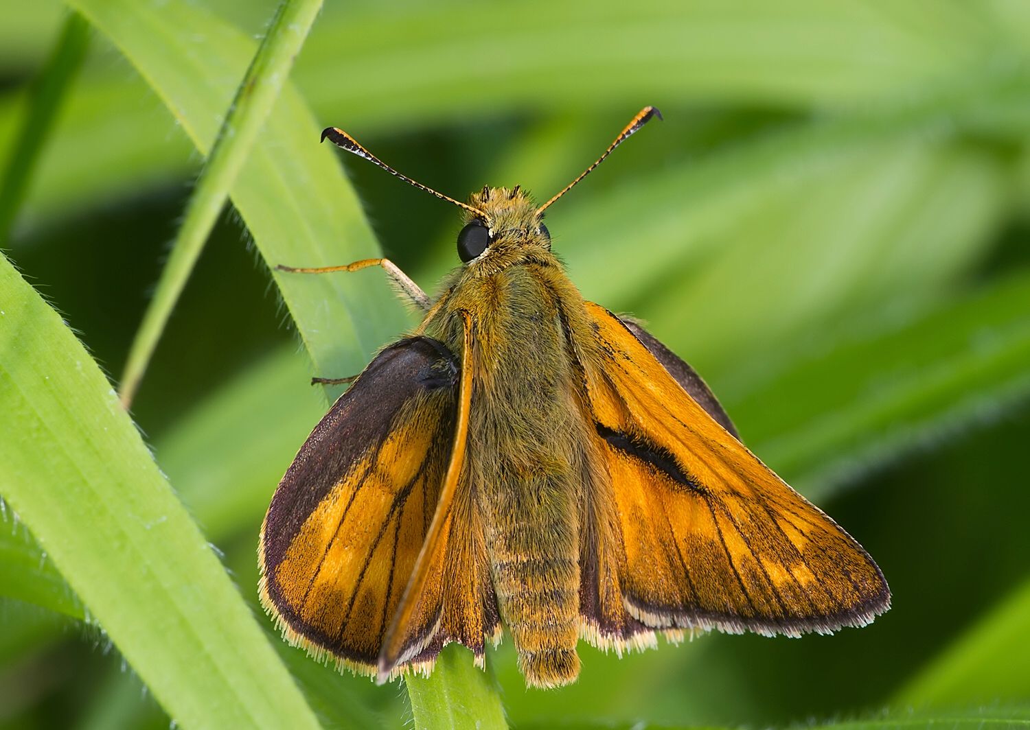 Ochlodes sylvanus