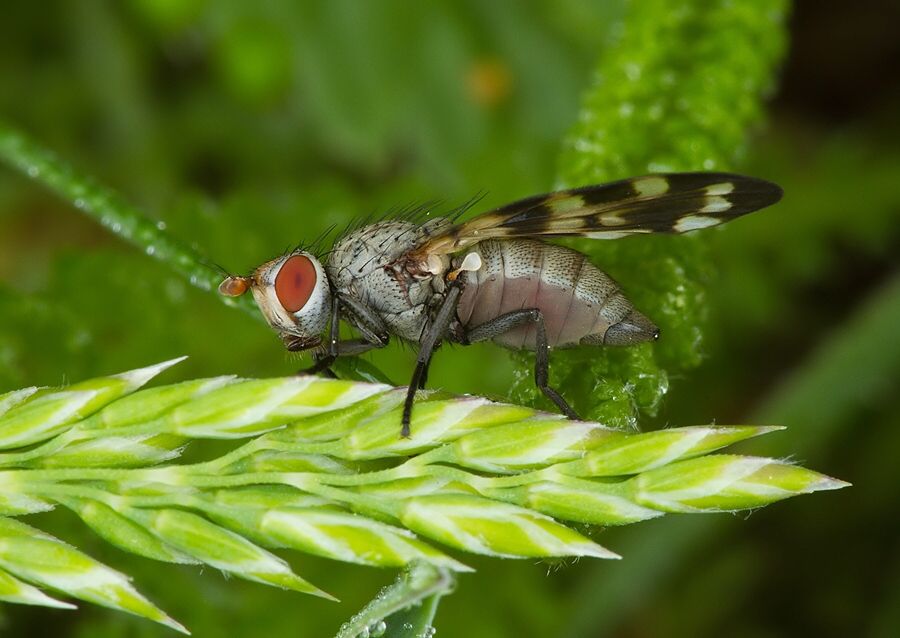 Otites centralis