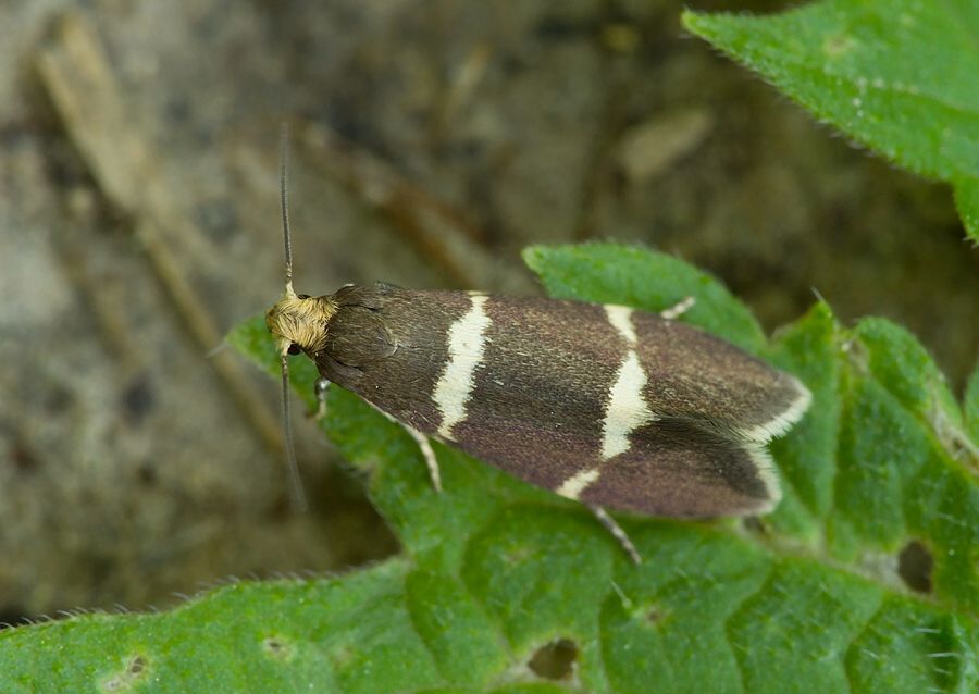 Lampronia flavimitrella