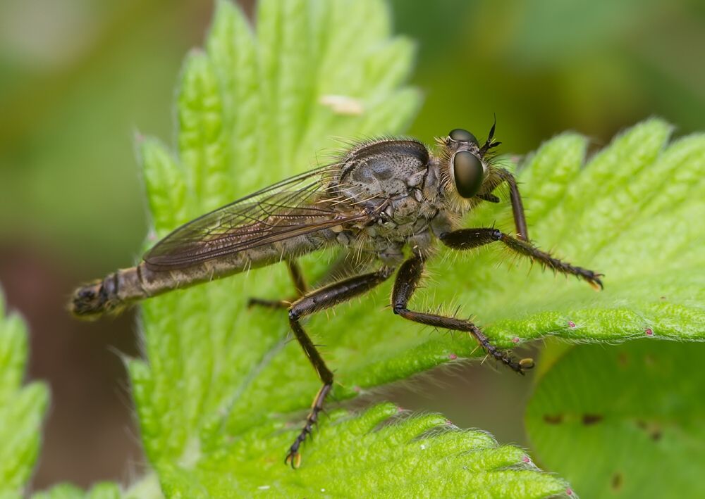 Machimus rusticus