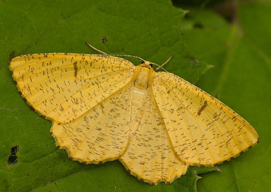 Angerona prunaria