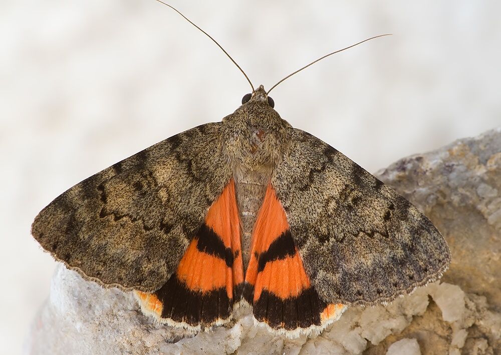 Catocala puerpera