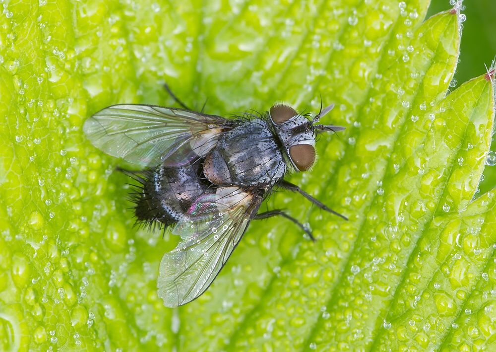 Phryxe vulgaris