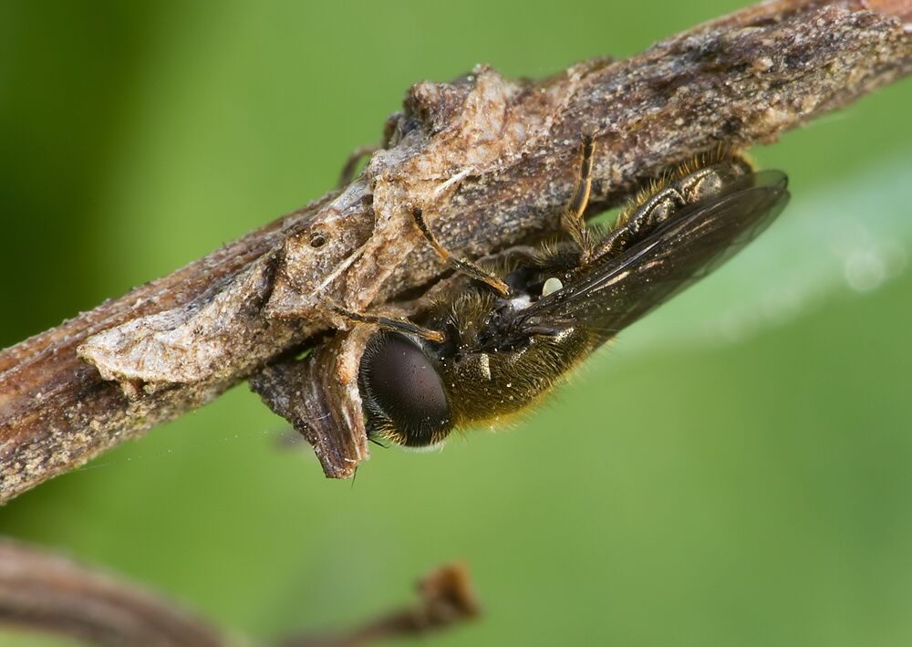 Pipizella virens