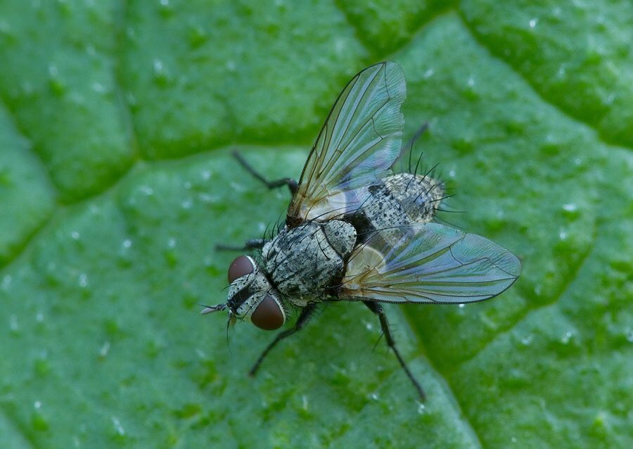 Compsilura concinnata