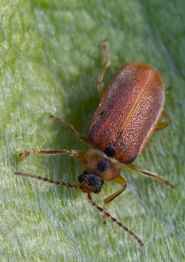 Galerucella calmariensis