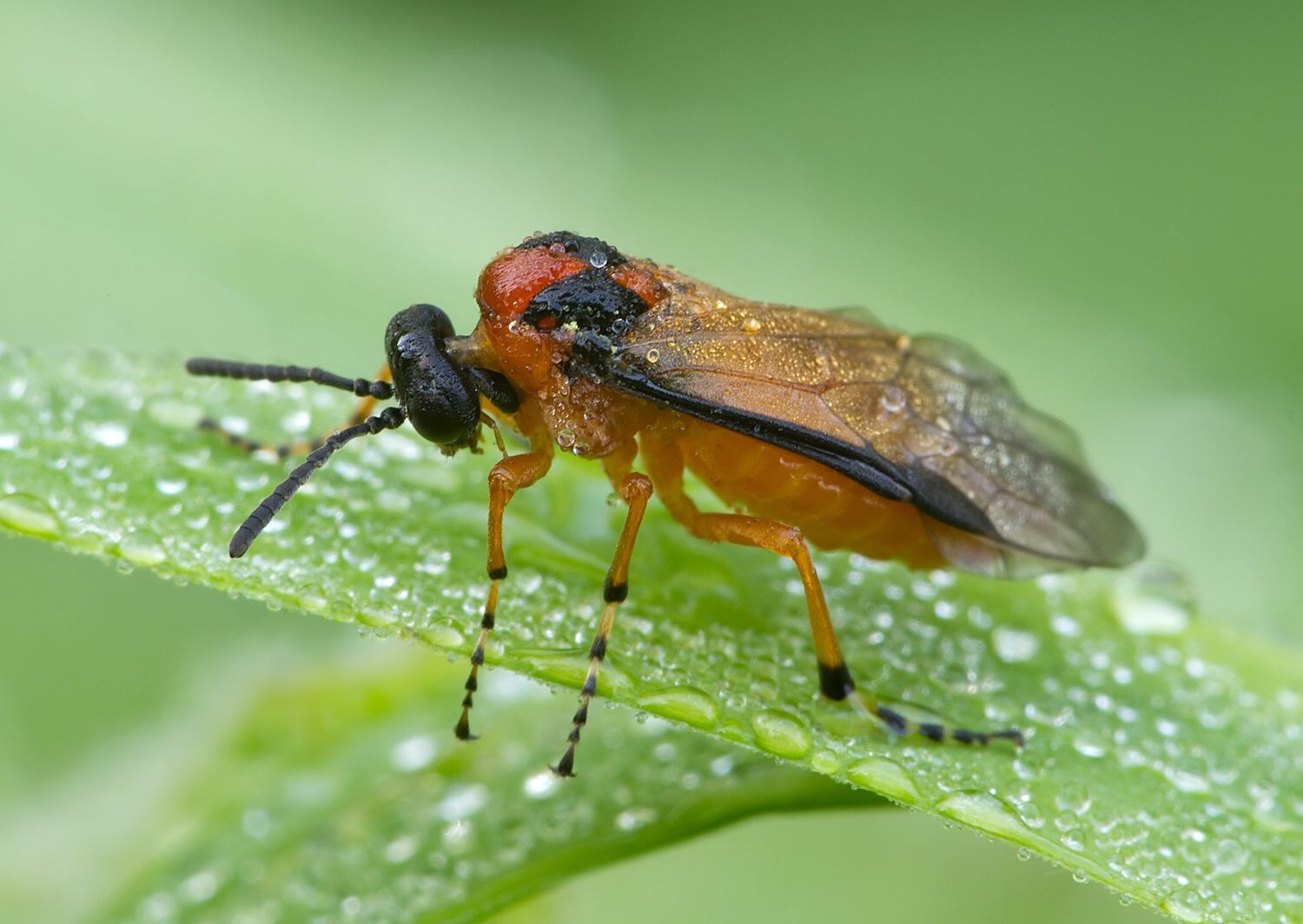 Arge ochropus