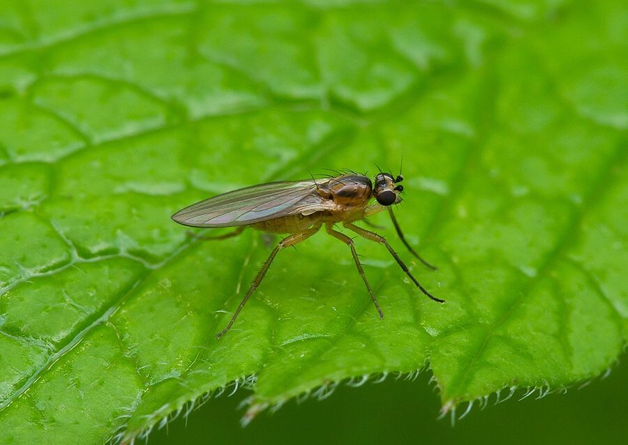 Lonchoptera strobli