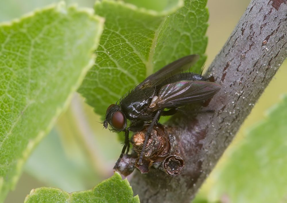 Rhinophora lepida