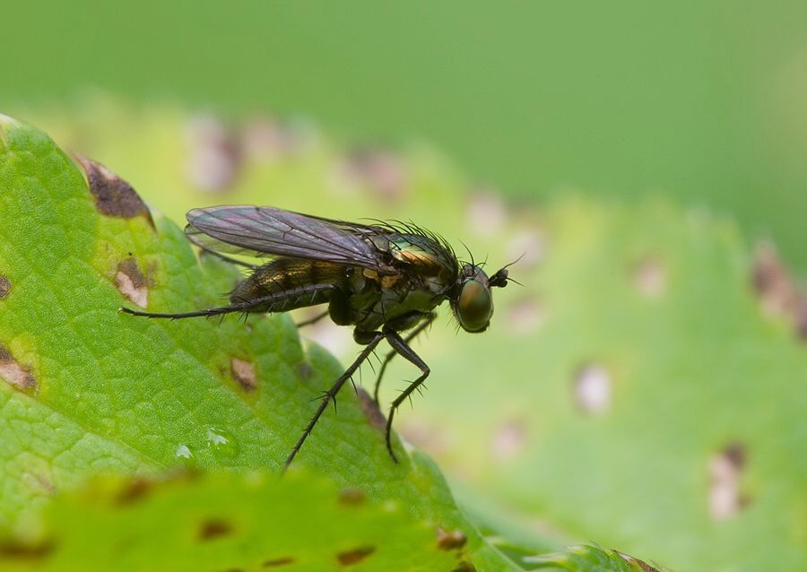 Medetera jacula
