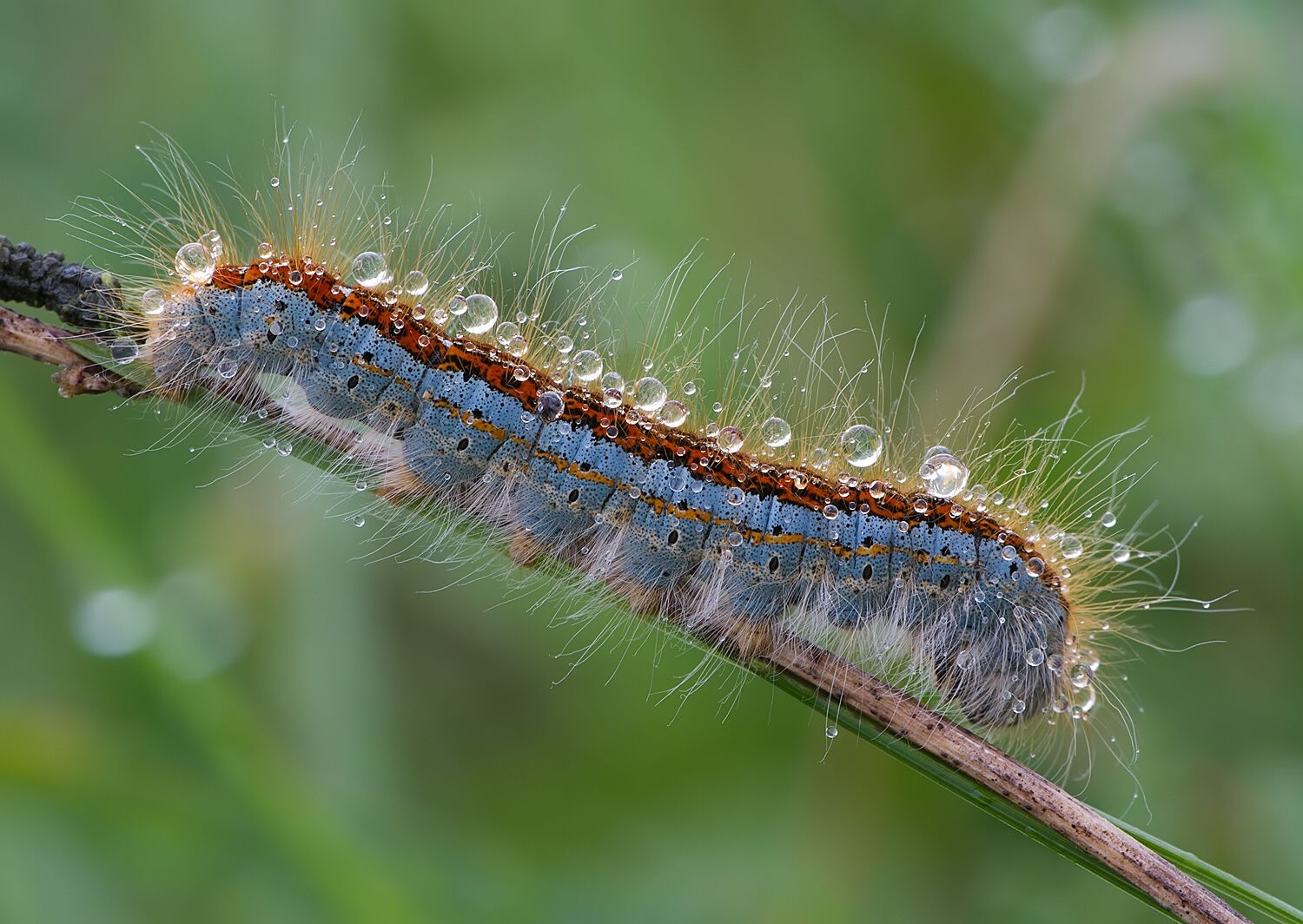 Malacosoma castrense