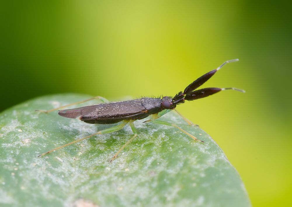 Heterotoma planicornis