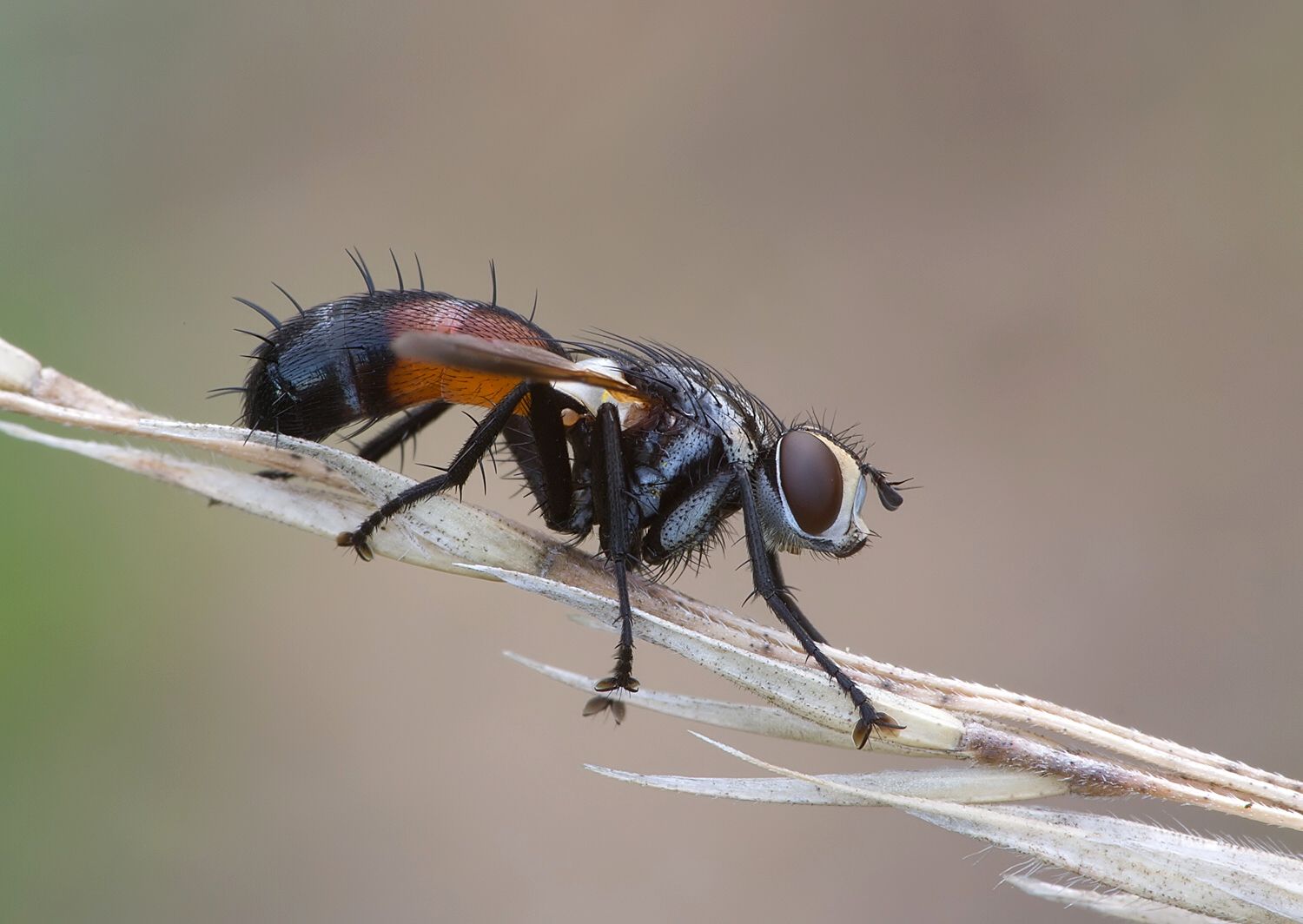 Cylindromyia auriceps