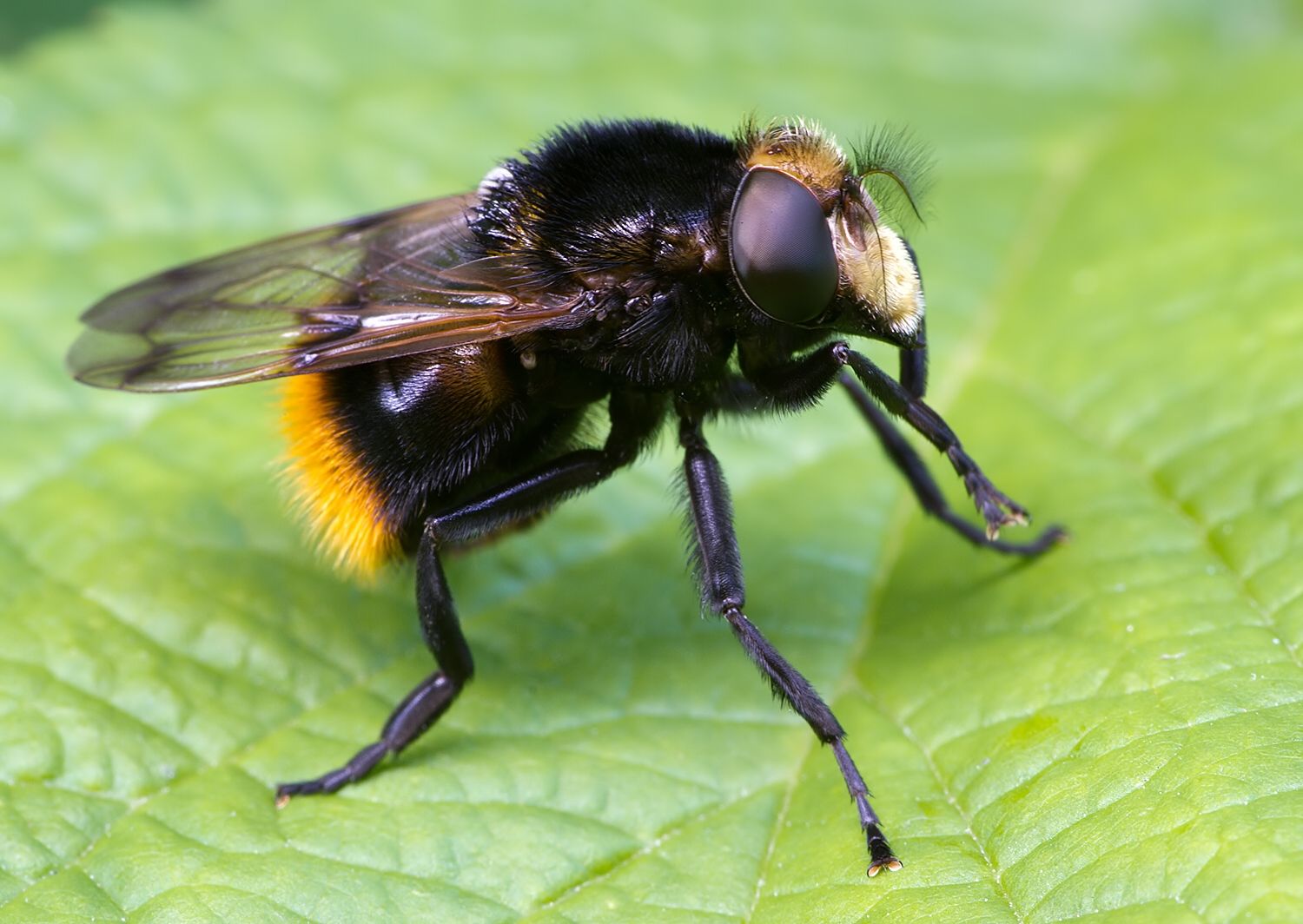Volucella bombylans