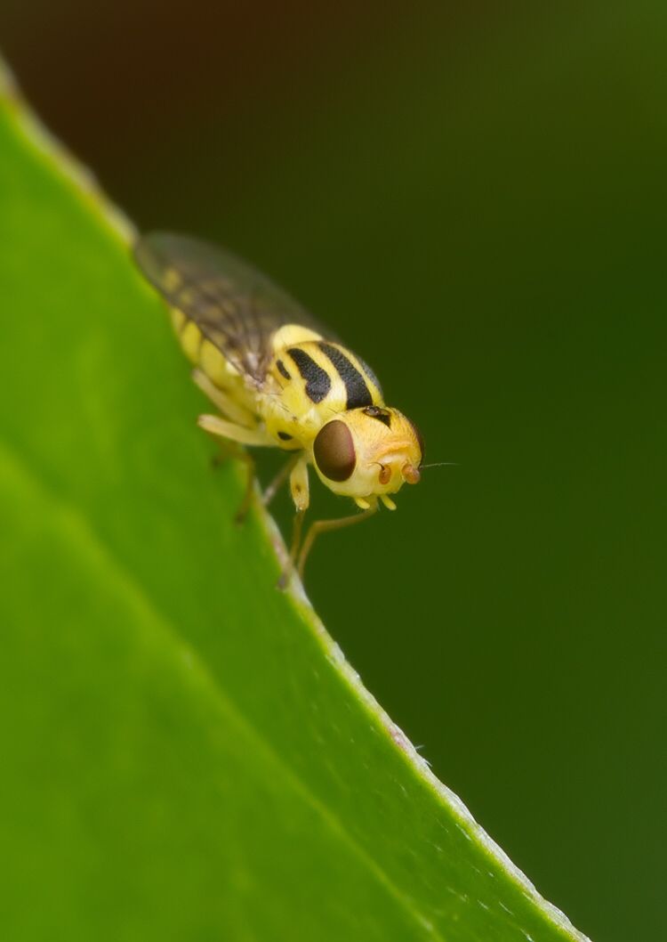 Chlorops geminatus