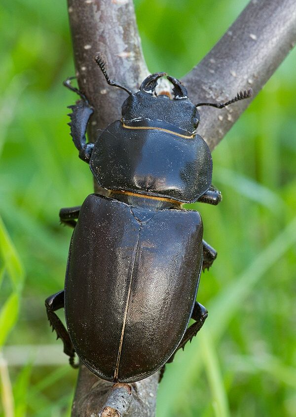 Lucanus cervus