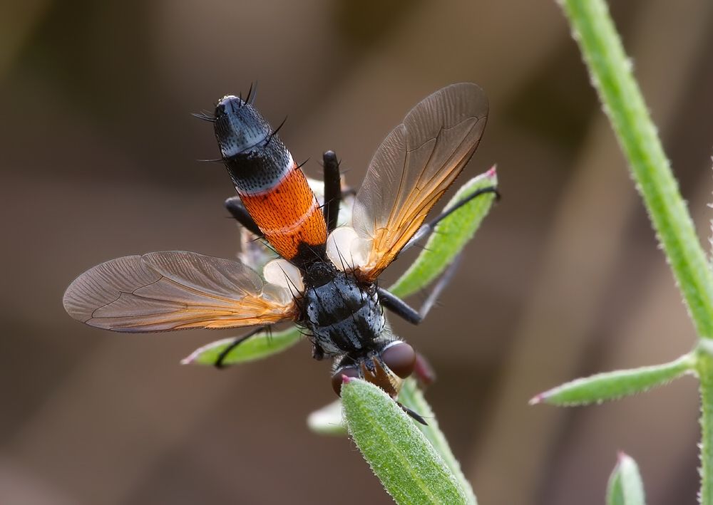 Cylindromyia brassicaria