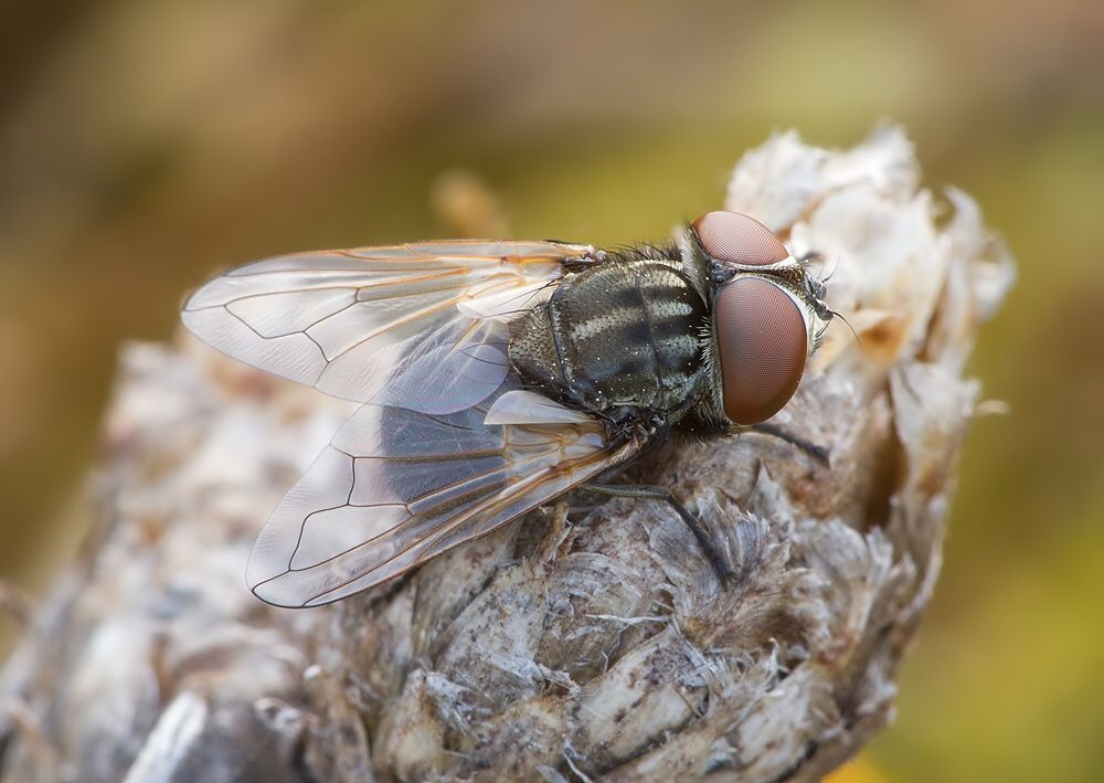 Phasia obesa