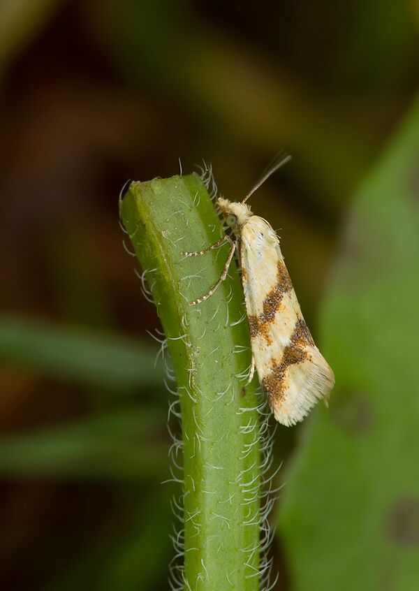 Aethes francillana