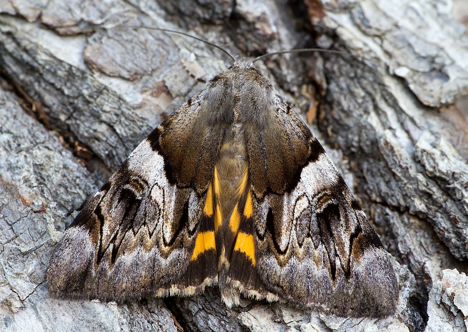 Catocala fulminea