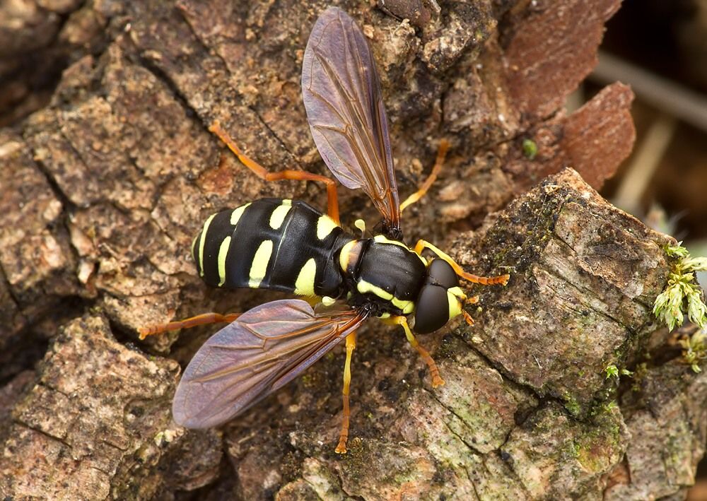 Xanthogramma citrofasciatum