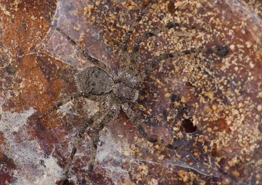 Philodromus margaritatus