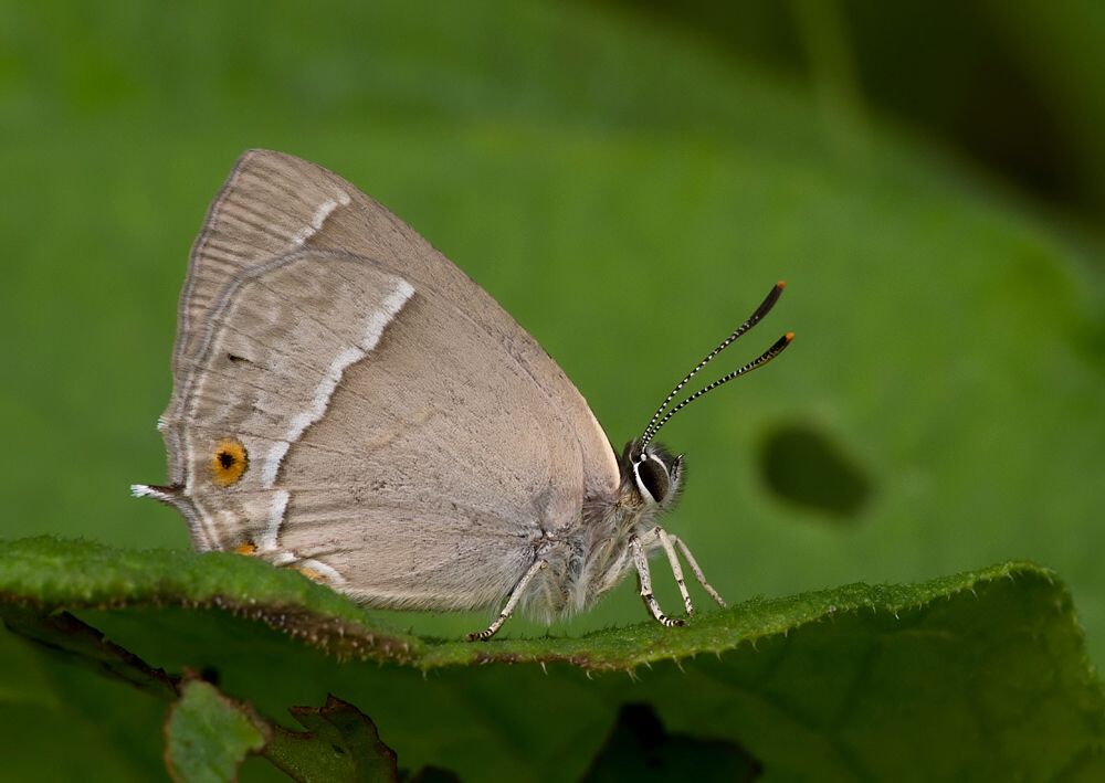 Neozephyrus quercus