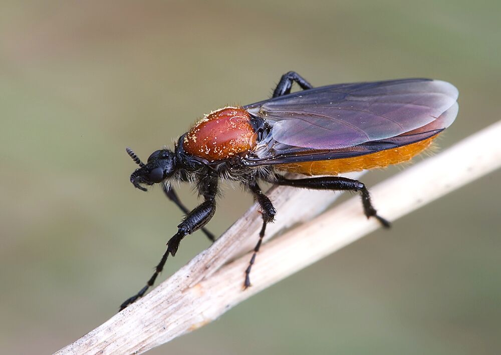 Bibio hortulanus