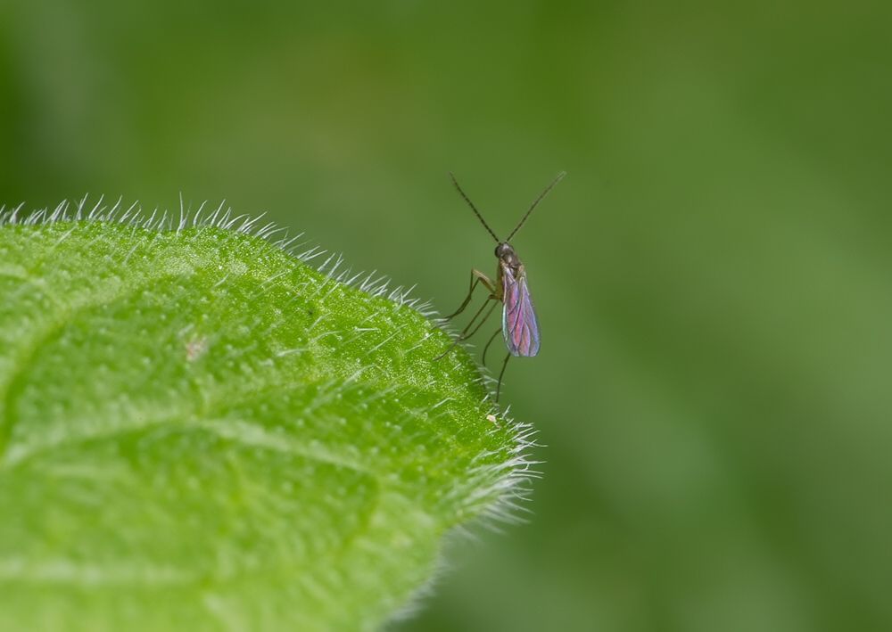 Sciara humeralis