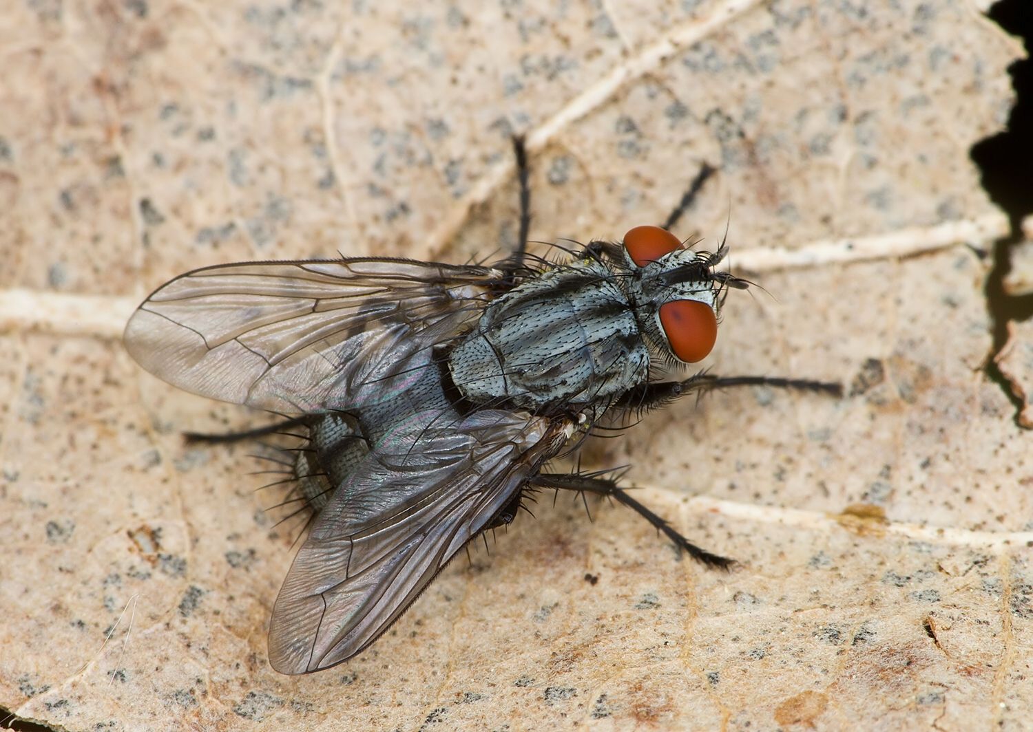 Brachicoma devia