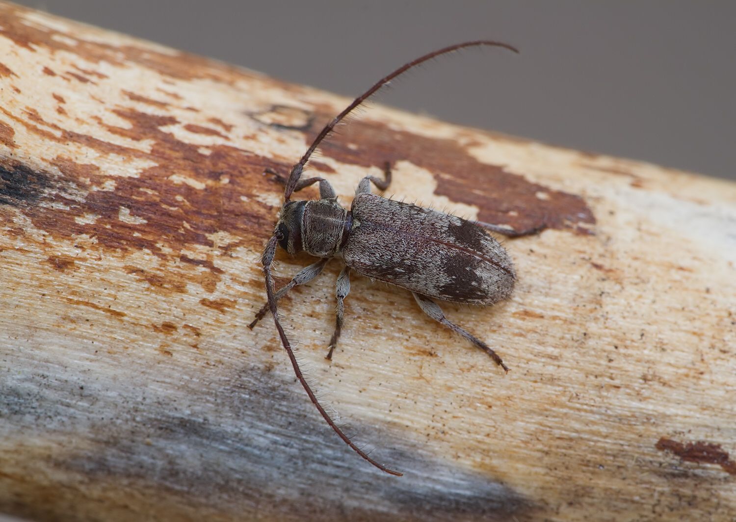 Exocentrus punctipennis