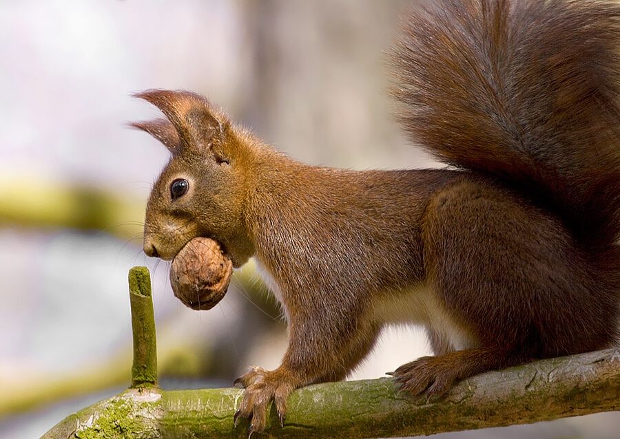 Sciurus vulgaris