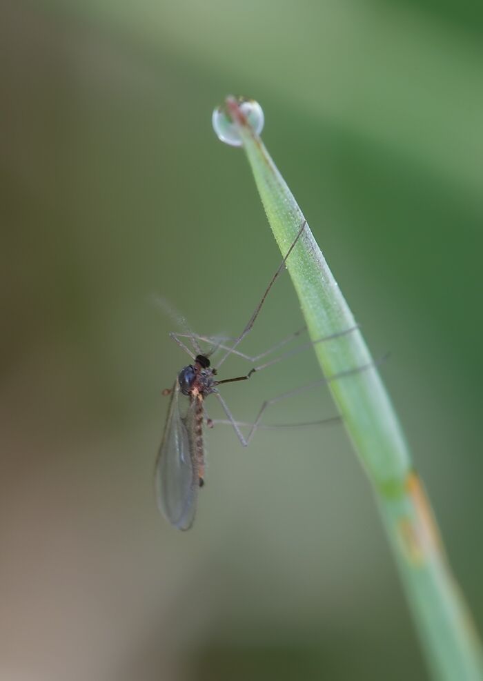 Mayetiola graminis